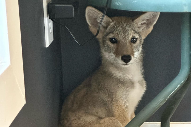 Coyote pup unwanted houseguest after sneaking into Winnipeg